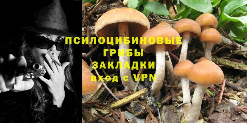 купить наркотики цена  Конаково  Галлюциногенные грибы Cubensis 